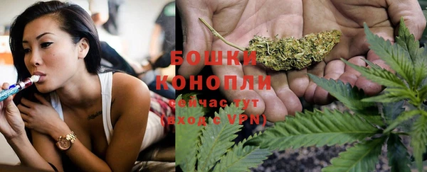 индика Новозыбков